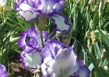 irises, colorado garden