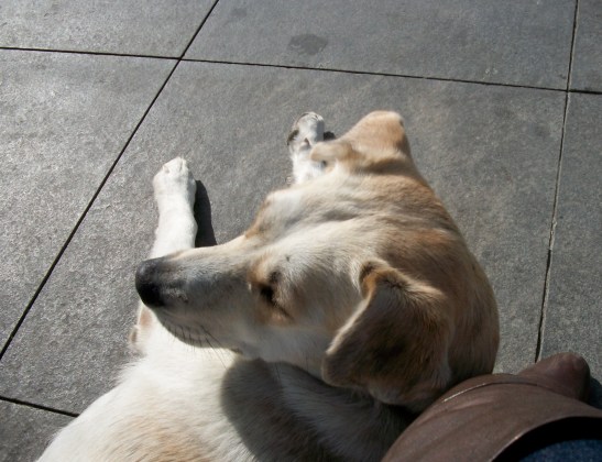 stray dogs, Istanbul
