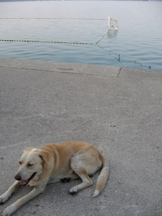 stray dogs, Montenegro
