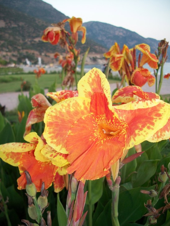 Flowers, Oludeniz, Turkey Flowers, Oludeniz, Turkey