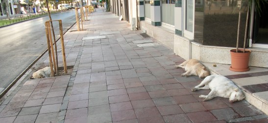 Stray dogs, Izmir Stray dogs, Izmir