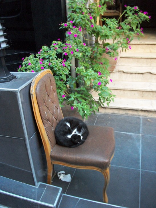 Istanbul cats, Cukurcuma, Turkey