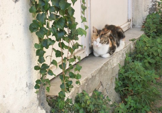 Istanbul cats Istanbul cats