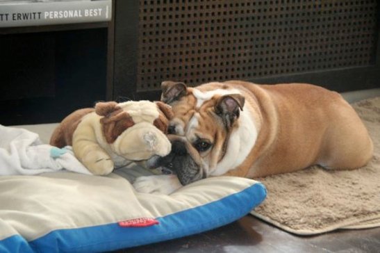 bulldogs, bulldog stuffed animal, Budapest