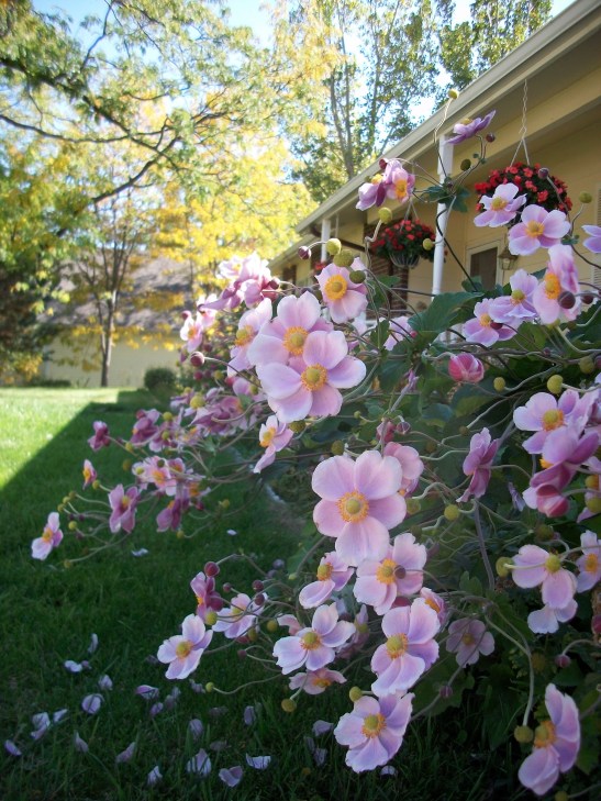 flower photos, Colorado