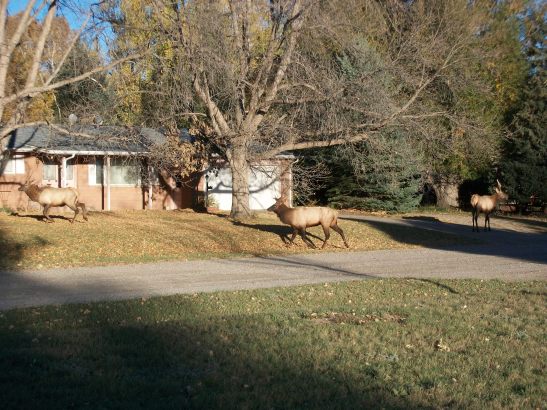 elk, Colorado, fall photographs