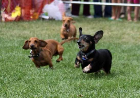 weiner dog races, Colorado, daschunds