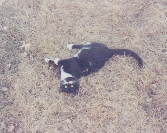 cat photos