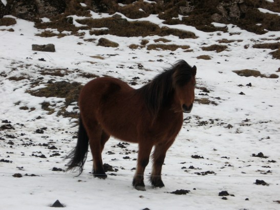 wild pony, Iceland, travel