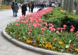 Tophane, Istanbul, Turkey, tulips