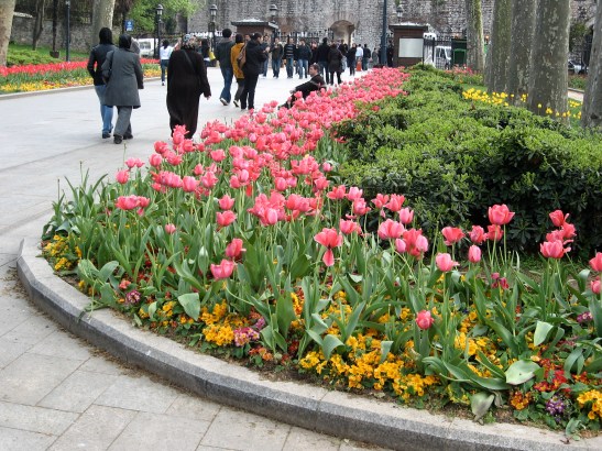 Tophane, Istanbul, Turkey, tulips