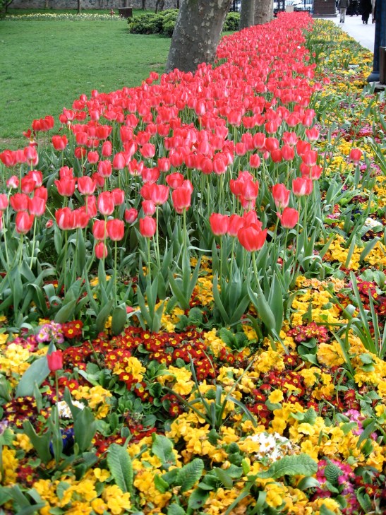 tophane, Istanbul. Turkey, tulips, spring