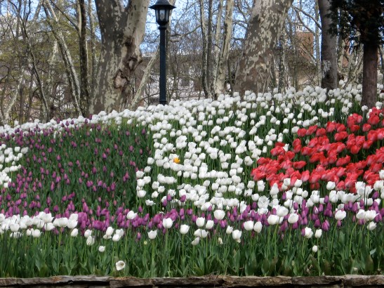 tophane, Istanbul. Turkey, tulips, spring