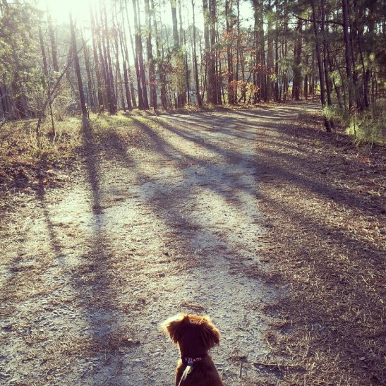 dogs, taking puppy for a walk