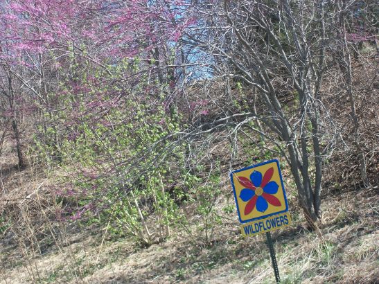 Kansas wildflowers