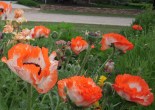can poppies grow in colorado, Colorado gardens
