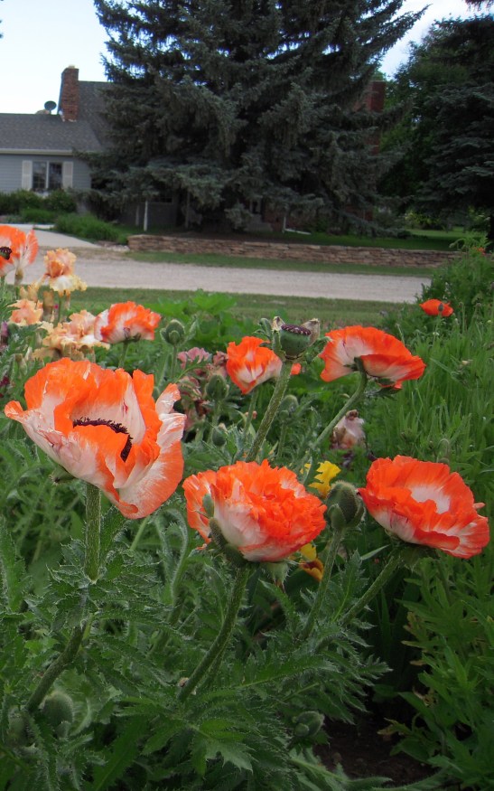 can poppies grow in colorado, Colorado gardens