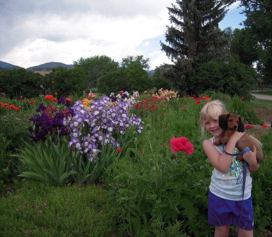 dachshund rescue, colorado gardening