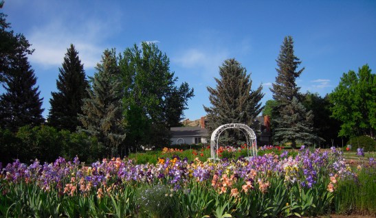 gardens in Colorado, Colorado flowers, gardens with iris
