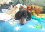 dachsund, dogs with dolls