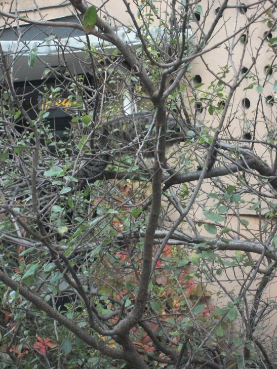 See anything in the tree?