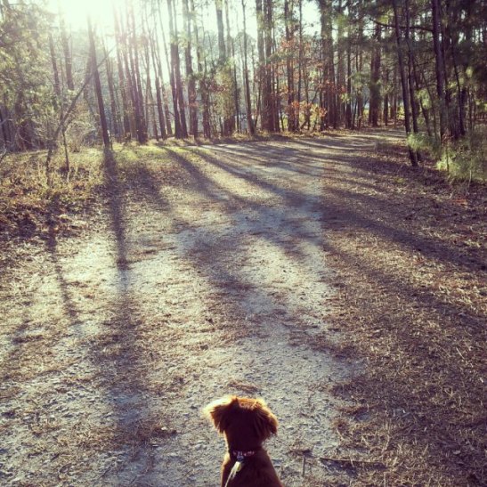 dogs, taking puppy for a walk