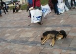 dogs of izmir, stray dogs izmir